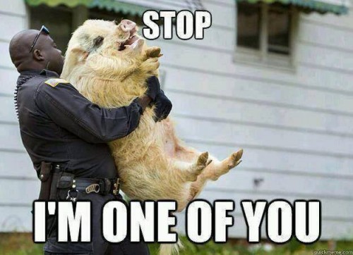 Pig cop